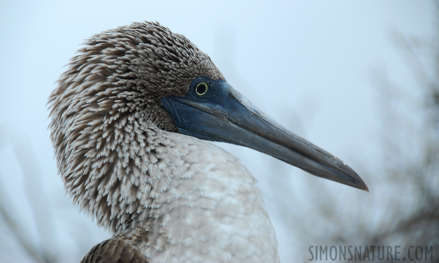 Sula nebouxii excisa [200 mm, 1/100 Sek. bei f / 5.6, ISO 100]